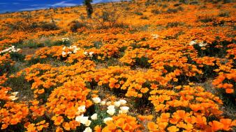 Flowers gold arizona mexican poppies wallpaper