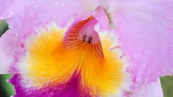 Flowers macro orchids view wallpaper