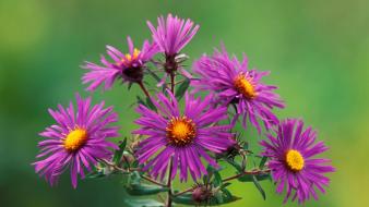 Flowers new england asters wallpaper