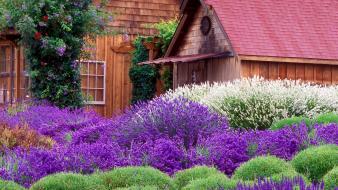 Flowers purple garden lavender washington farm wallpaper