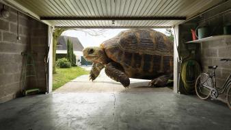 Huge Tortoise wallpaper