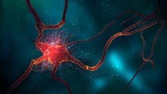 Neuron Cell wallpaper