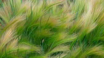 Plants grain barley wallpaper