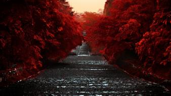 Abstract japan trees red wallpaper