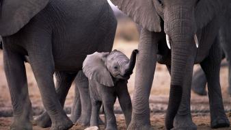 Animals baby elephant cubs elephants wallpaper