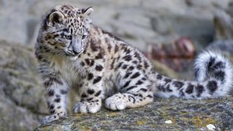 Animals baby leopards snow wild wallpaper