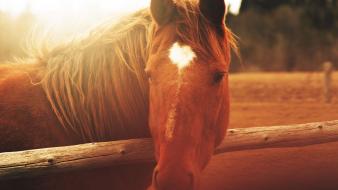 Animals horses sunlight wooden fence wallpaper