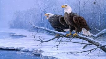 Birds eagles nature winter