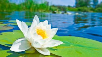 Blurred background lily pads water lilies white flowers wallpaper