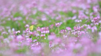 Butterflies meadows pink flowers wallpaper