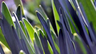 Close-up nature leaves grass plants bokeh macro wallpaper