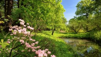 Flowers forests land landscapes nature