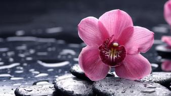 Flowers orchids pebbles pink water drops wallpaper