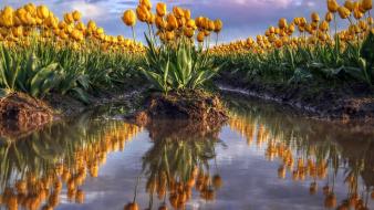 Flowers tulips the netherlands holand wallpaper