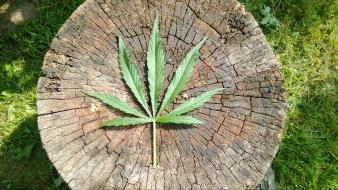 Grass green leaves marijuana wallpaper