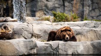 Grizzly bears rocks wallpaper