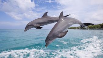 Honduras animals bay dolphins jumping wallpaper