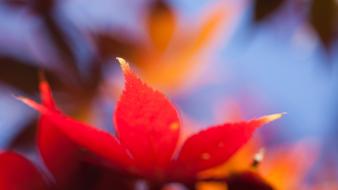 Leaves depth of field blurred background maple wallpaper