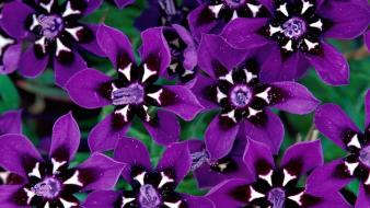 South africa flowers irises nature purple wallpaper