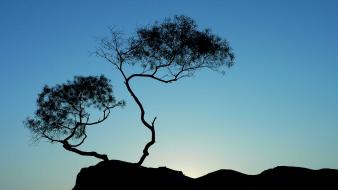 Tree silhouette sunset wallpaper