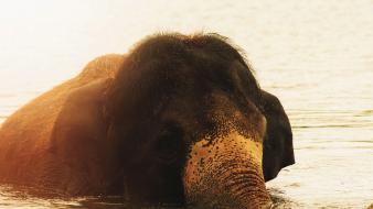 Water animals sunlight elephants baby wallpaper