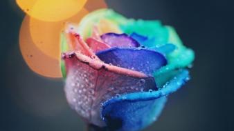 After colors flowers rain wallpaper