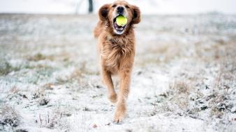 Animals balls dogs snow tennis wallpaper