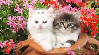 Animals cats flowers kittens wallpaper