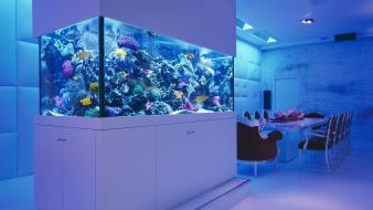 Aquarium fish tank interior tables wallpaper