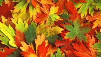 Autumn leaves nature wallpaper