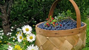 Baskets blueberries daisies ferns food wallpaper