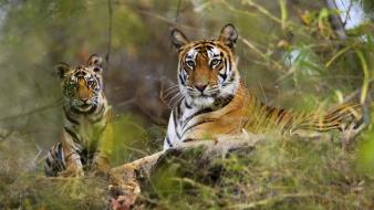 Bengal tigers india national park animals wallpaper