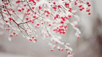 Berries branches depth of field nature snow wallpaper