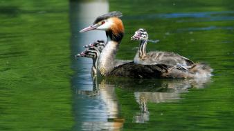 Birds great crested grebe nature