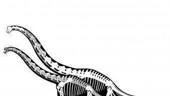 Black and white comparisons dinosaurs gauge human wallpaper