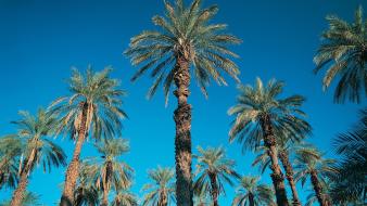 Blue skies nature palm trees