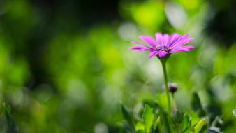 Blurred background flowers nature plants wallpaper