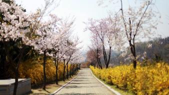 Cherry blossoms park spring wallpaper