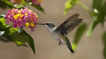 Colibri flowers hummingbirds wallpaper