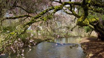 Flowered trees moss pink flowers rivers wallpaper