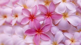 Flowers multicolor nature pink plumeria