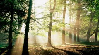 Forest morning sunshine wallpaper