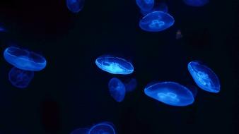 Jellyfish underwater sea wallpaper