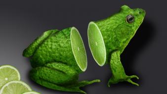 3d art animals design frogs wallpaper