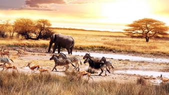 Africa wild nature wallpaper