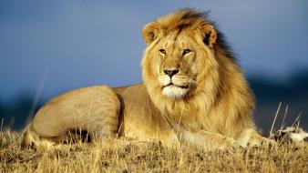 African animals lions wallpaper
