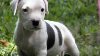 American pitbull terrier puppies wallpaper