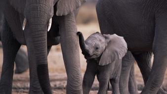 Animals baby elephants wallpaper