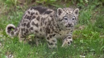 Animals cubs gepard