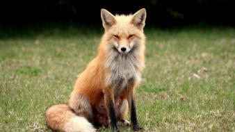 Animals foxes nature wallpaper